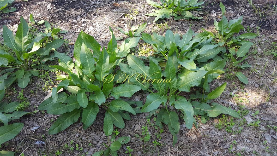 Young plants (from old rootstocks) with basal leaves